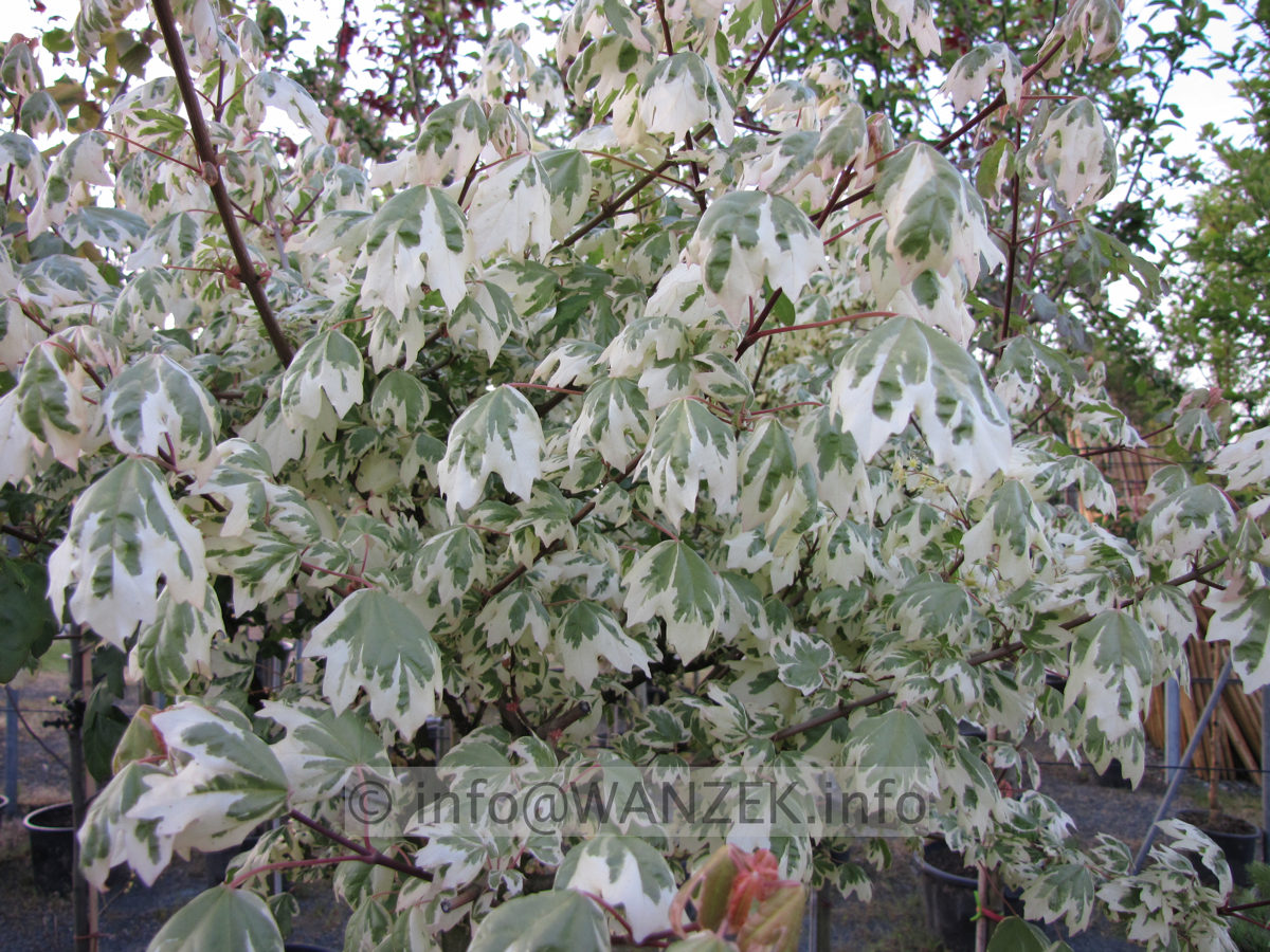 Acer campestre Carnival im Austrieb.JPG